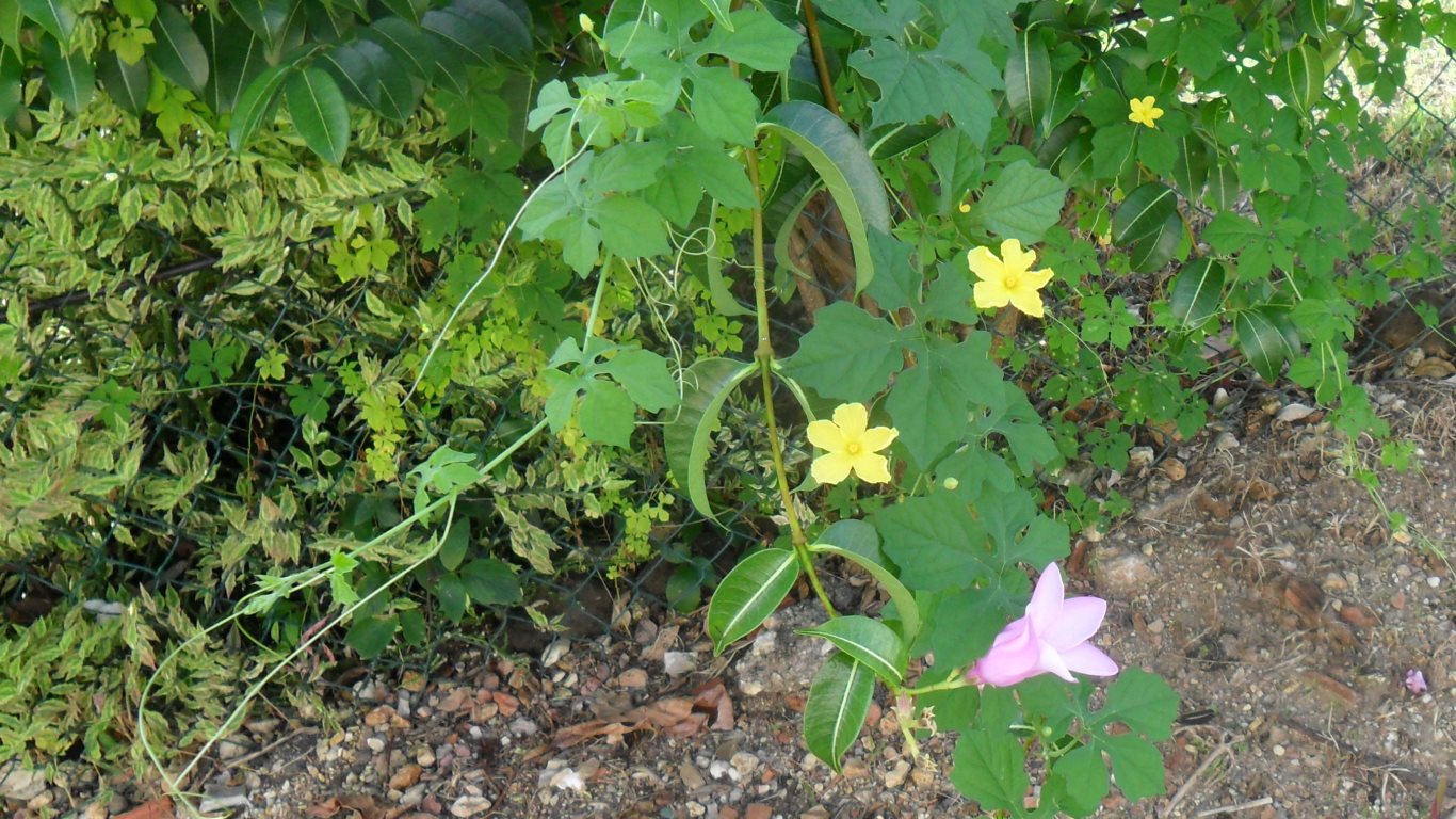 w040 Karilie (an orange vine fruit and yellow flower) in the purple flower bush. San Fernando, Trinidad, TT w040_kar00_yellow-karile-flowers_purple-bush_san fernando_trinidad_TT_20110921_tobagojo@gmail.com_SAM_1675B_1366w_768h